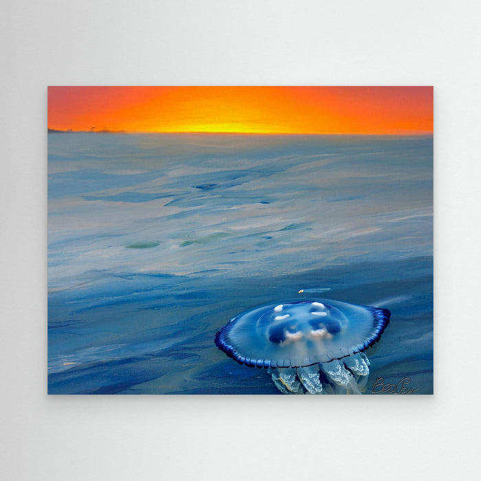 Atlantic Jellyfish